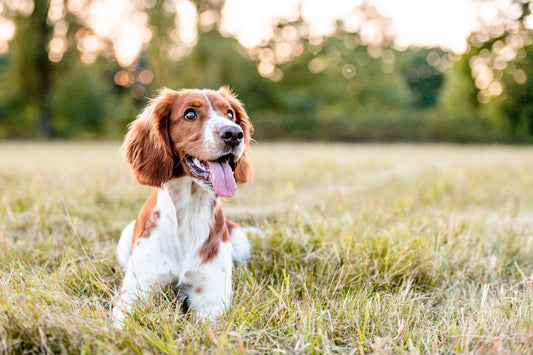 Help! My Dog Ate a Silica Gel Packet: What Now?