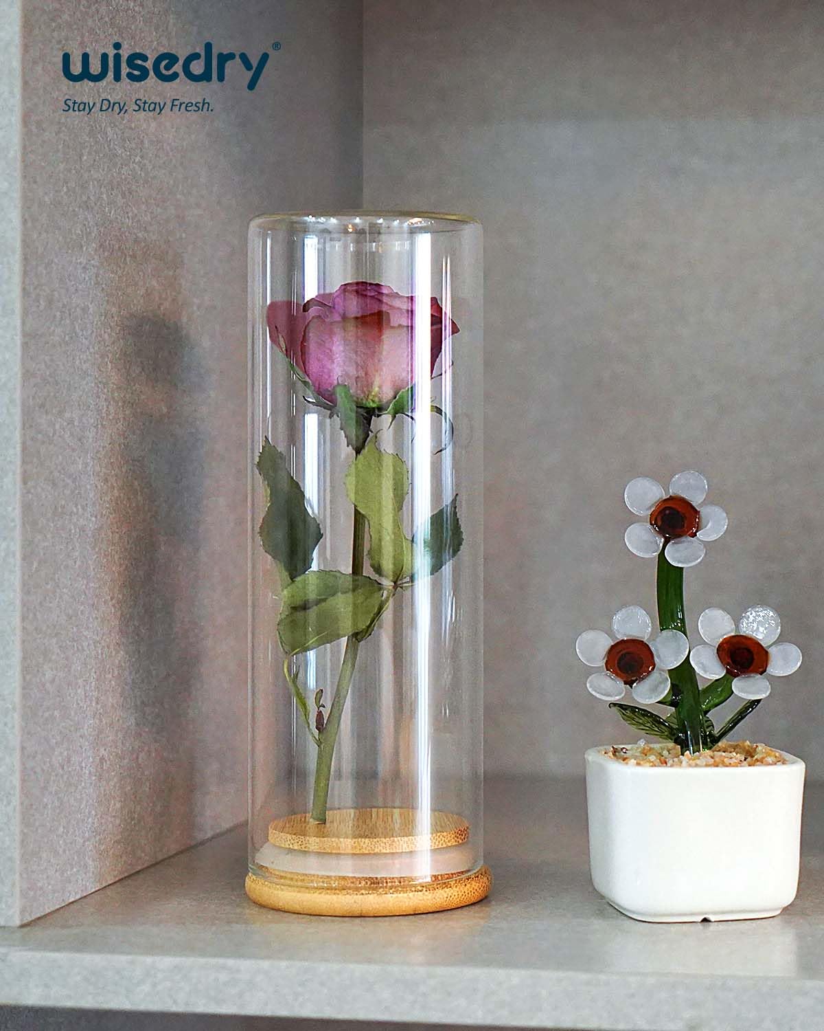 wisedry Decorative Glass Jar Display Case 2.6‘’ × 7.1‘’