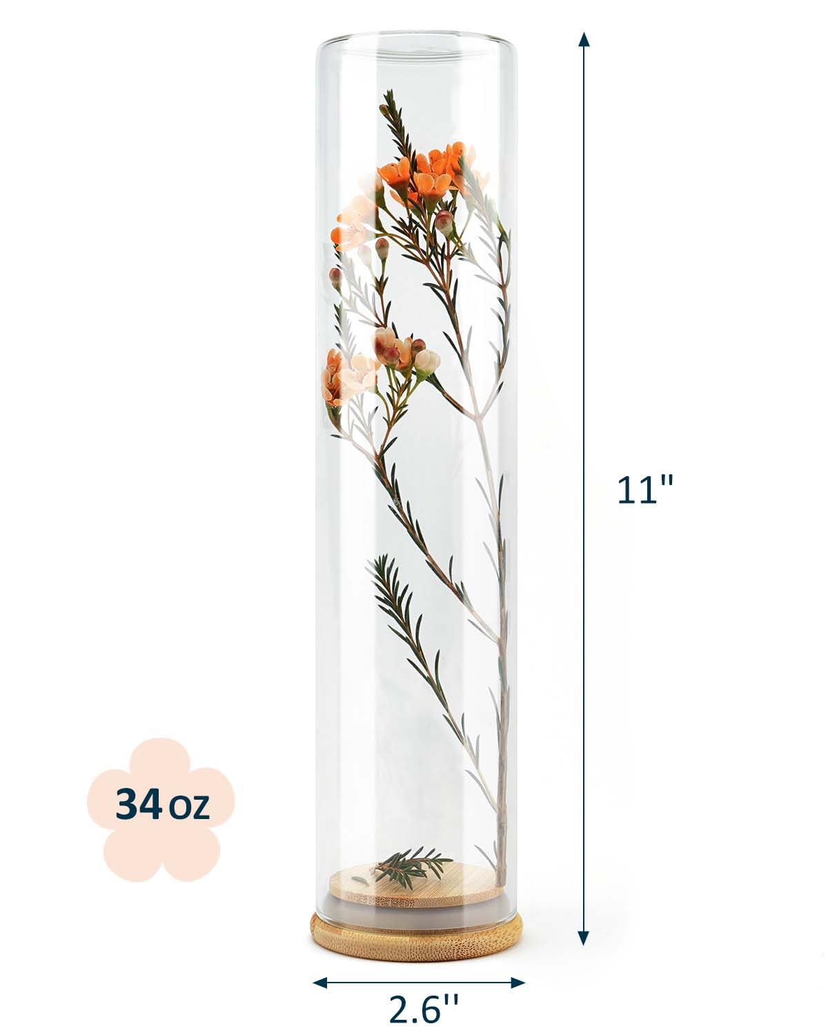 wisedry Decorative Glass Jar Display Case 2.6''x11''