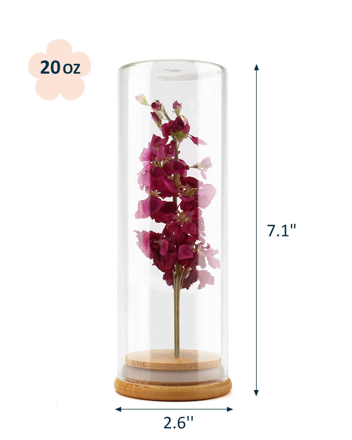 wisedry Decorative Glass Jar Display Case 2.6‘’ × 7.1‘’