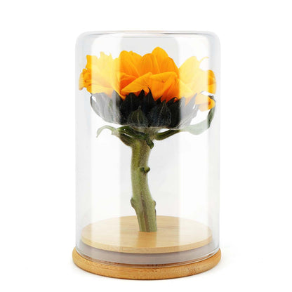 wisedry Glass Jar Display Case 3.9" x 6"