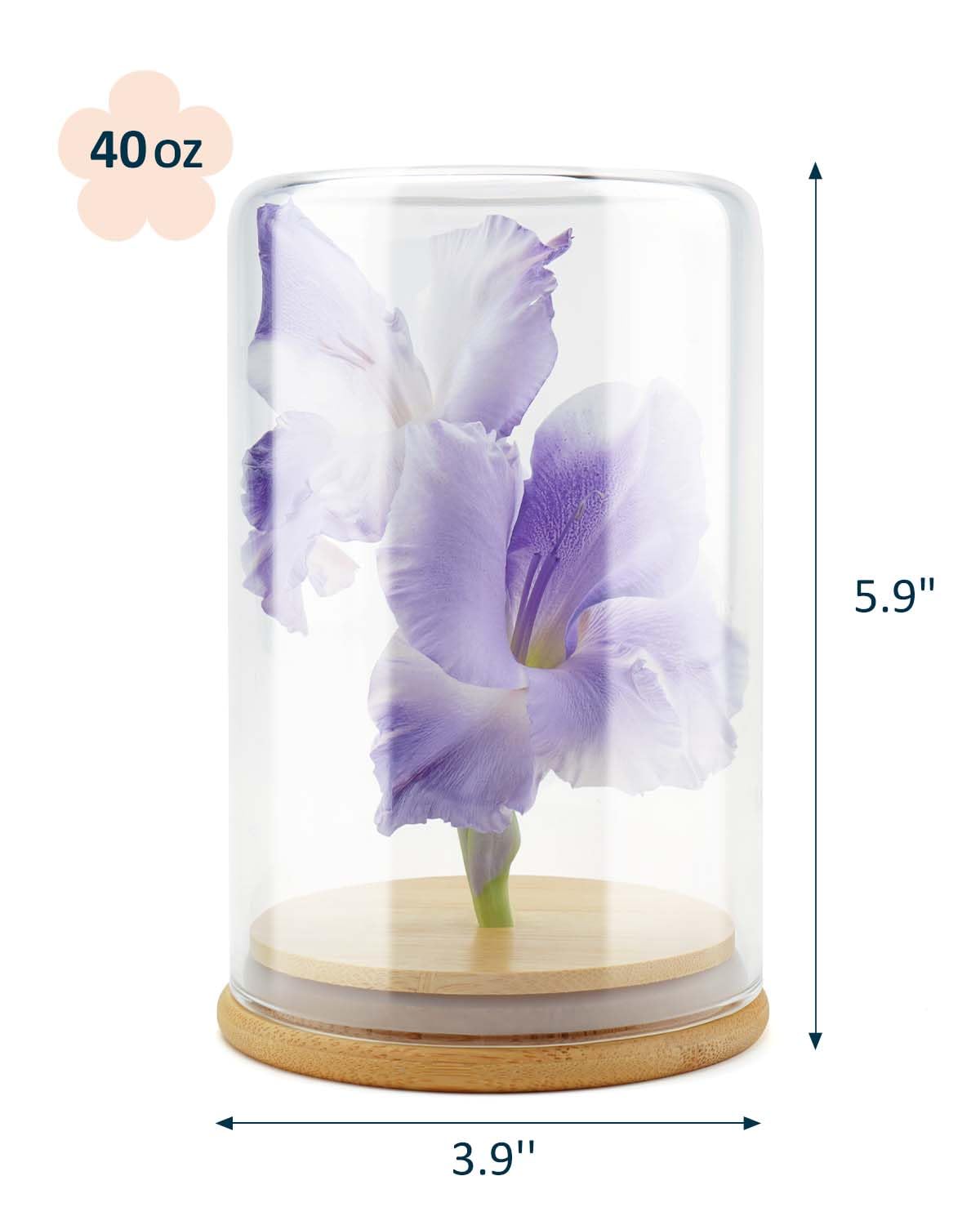 wisedry Glass Jar Display Case 3.9" x 6"